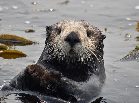Close-up wild sea otter (Enhydra lutris) prying, while floating on his back.\n\nTaken in Moss Landing, California. USA