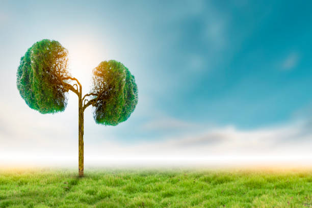 istock Trees (kidneys), 3D environmental and medical concepts 1269229397