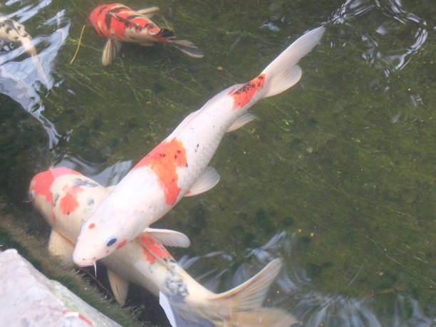 istock Carp in Wuxi 1269231844