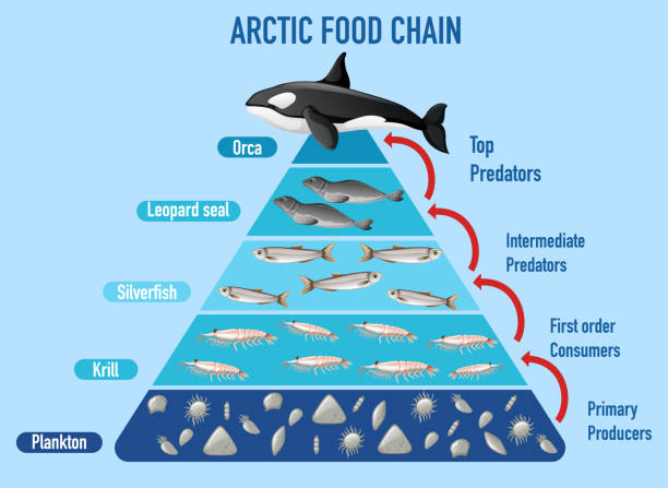 пирамида арктической пищевой цепи - intermediate stock illustrations