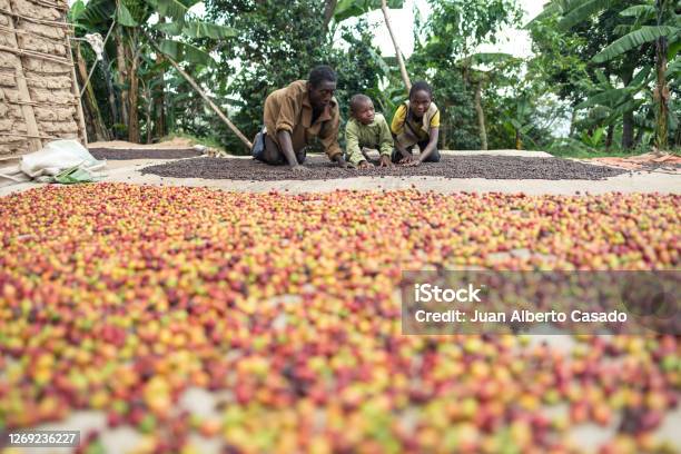 Afrikanischer Alter Mann Mit Zwei Söhnen Die Bunte Kaffeebohnen Verbreiten Um Sie In Der Sonne Zu Trocknen In Einer Von Palmen Umgebenen Explanade Stockfoto und mehr Bilder von Kaffee