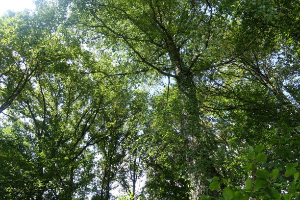 istock Forest  Light halo  Uphill view Summer season 1269236960