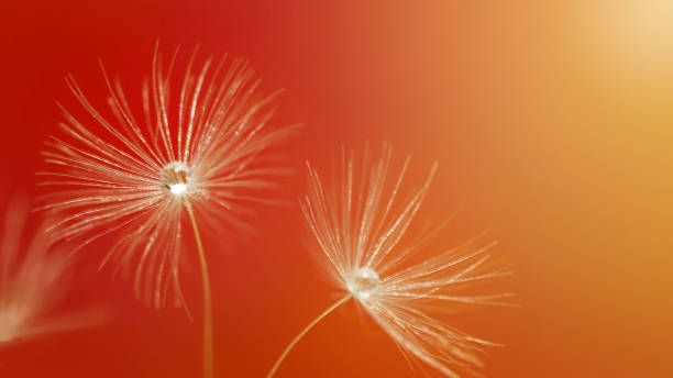 istock A drop of water on a dandelion seed. 1269238526