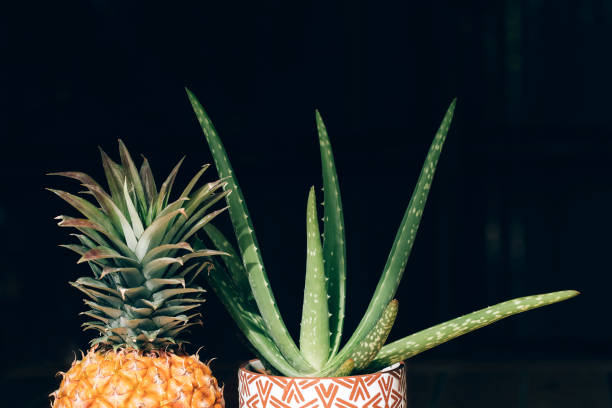 istock Aloe vera in a pot and a pineapple on black background 1269238736