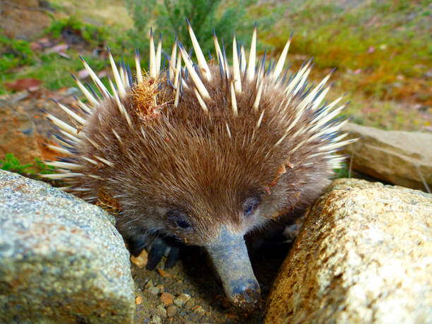 Horizontal image of an echidna. Tasman National Park