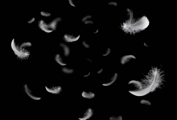 羽の抽象的自由の概念。暗闇の中に浮かぶ白い羽のふわふわの光のグループ。黒の背景。 - 羽 ストックフォトと画像