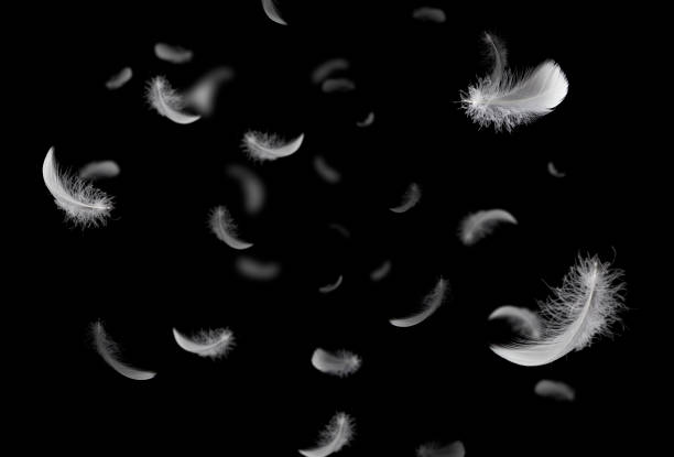 Feather abstract freedom concept. Group of light fluffy a white feathers floating in the dark. Black background. Feather abstract freedom concept. Group of light fluffy a white feathers floating in the dark. Black background. feathers falling stock pictures, royalty-free photos & images
