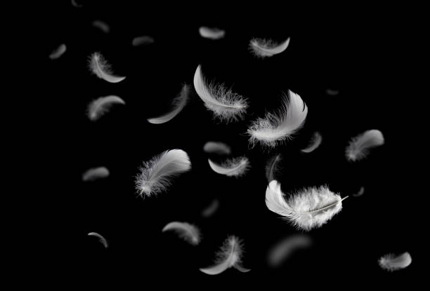 istock Feather abstract freedom concept. Group of light fluffy a white feathers floating in the dark. Black background. 1269241769