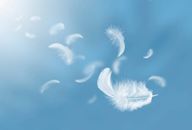 istock Feather abstract freedom concept. Group of light fluffy a white feathers floating in a blue sky. 1269241770