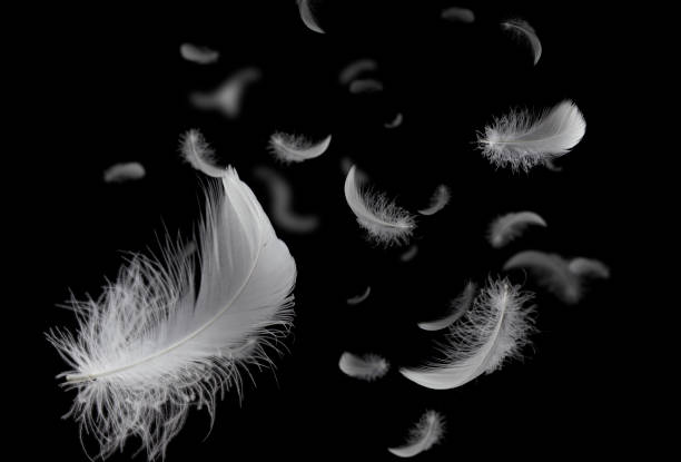 istock Feather abstract freedom concept. Group of light fluffy a white feathers floating in the dark. Black background. 1269241771