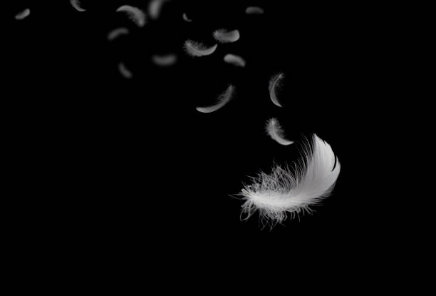 istock Feather abstract freedom concept. Group of light fluffy a white feathers floating in the dark. Black background. 1269241853