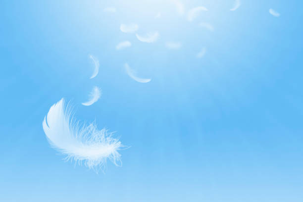 istock Feather abstract freedom concept. Light fluffy a white feathers floating in a blue sky. 1269241855