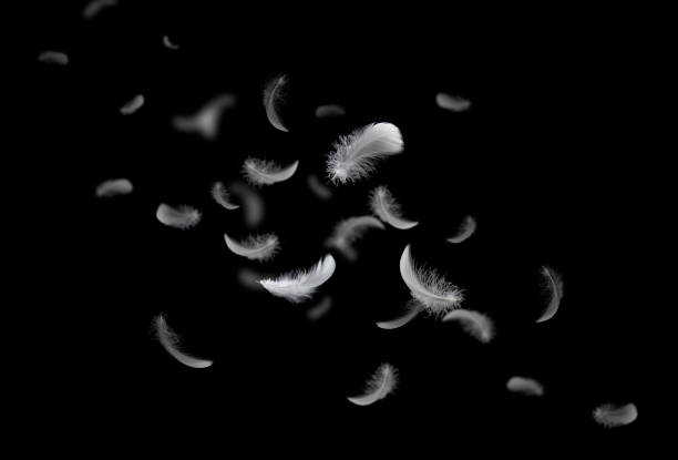 istock Feather abstract freedom concept. Group of light fluffy a white feathers floating in the dark. Black background. 1269241862