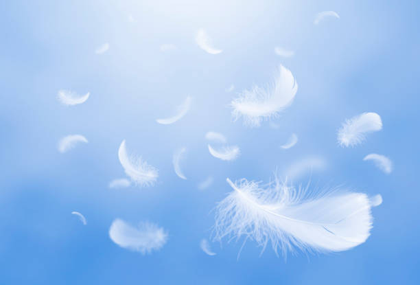 istock Feather abstract freedom concept. Group of light fluffy a white feathers floating in a blue sky. 1269241866