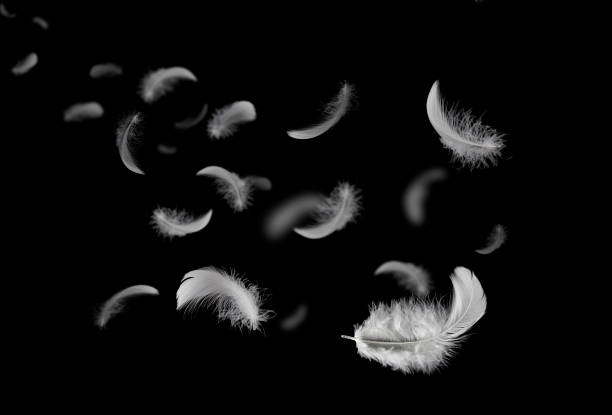 istock Feather abstract freedom concept. Group of light fluffy a white feathers floating in the dark. Black background. 1269241868