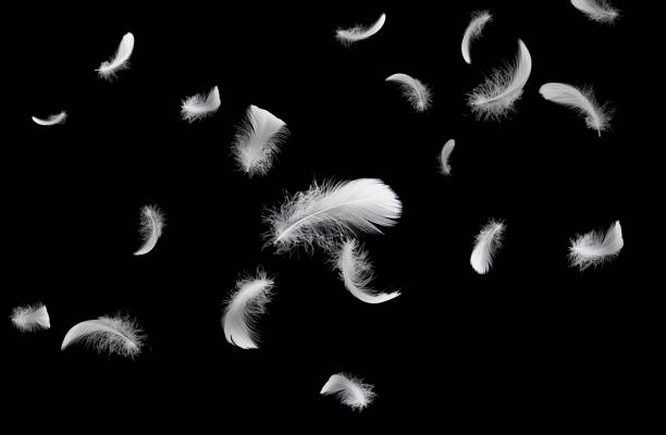 istock Feather abstract freedom concept. Group of light fluffy a white feathers floating in the dark. Black background. 1269242912