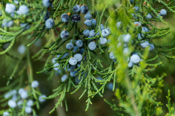 istock Blue juniper berries close-up. Blurred soft background with berries. 1269244415