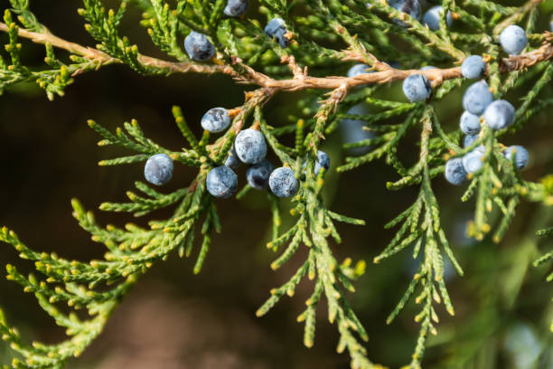 istock Blue juniper berries close-up. Blurred soft background with berries. 1269244429