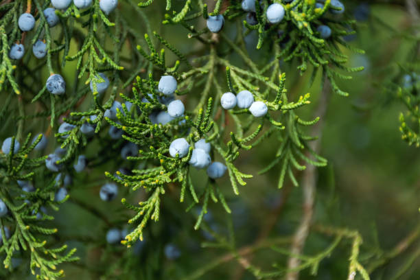 istock Blue juniper berries close-up. Blurred soft background with berries. 1269244450