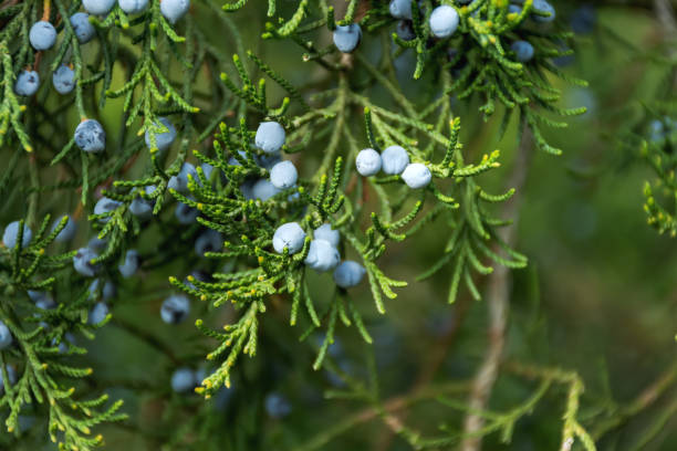 Blue juniper berries close-up. Blurred soft background with berries. stock photo