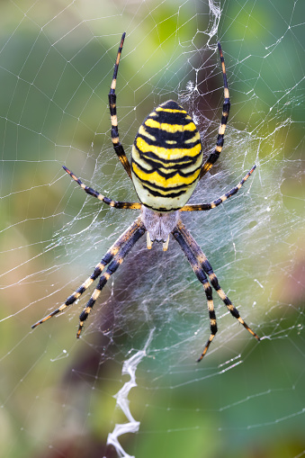 Bulbous garden spider out in the wild