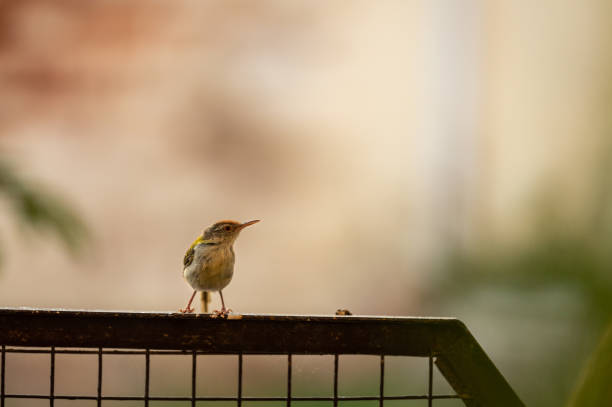 istock common tailorbird or Orthotomus sutorius a small shy bird 1269248485