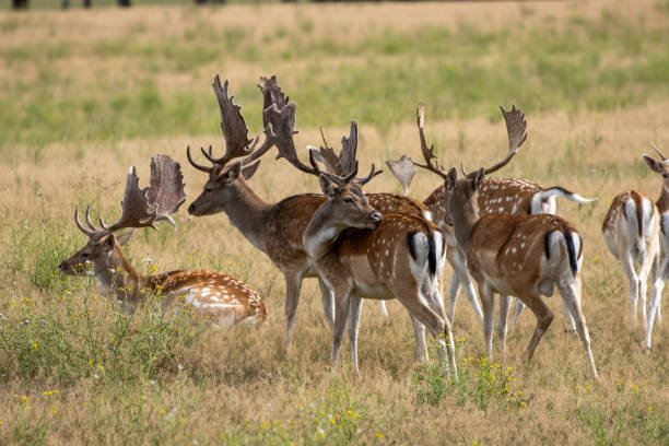 in enclosure many fallow deer live together in a group
