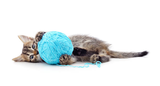 Gray kitten with a ball. Gray kitten with a ball isolated on a white background. kitten playing with yarn stock pictures, royalty-free photos & images