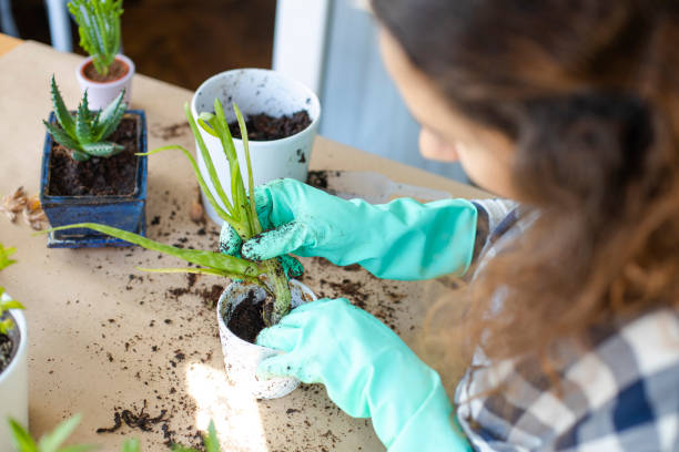istock Planting flowers 1269251828