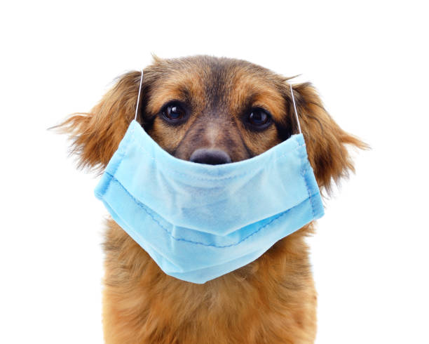 istock Dog in medical mask. 1269252547