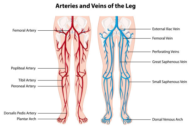 脚の動脈と静脈 - leg点のイラスト素材／クリップアート素材／マンガ素材／アイコン�素材