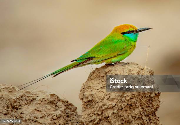 Bee Eater Stock Photo - Download Image Now - Bee-Eater, Animal, Animal Body Part