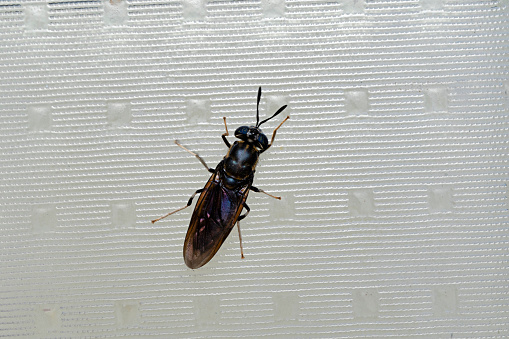Black Soldier fly, Hermetia illucens, Satara, Maharashtra, India