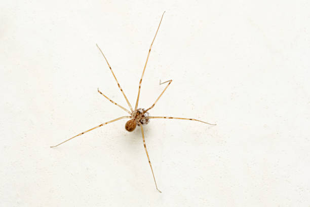 istock Daddy longlegs spider carrying eggs in mouth, Pholcusphalangioides, Satara, Maharashtra, India 1269255555