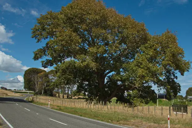 Big trees at Rapanui Road near Westmere Lake,Manawatu-Wanganui Region on North Island of New Zealand
