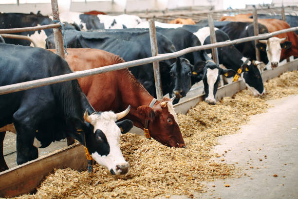istock Cows on Farm. Cows eating hay in the stable. 1269259586