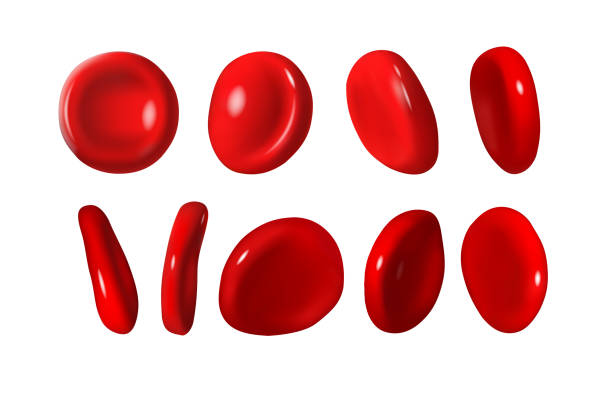 erytrocyty, czerwone krwinki w naczyniach krwionośnych organizmu. ilustracja wektorowa 3d - red blood cell obrazy stock illustrations