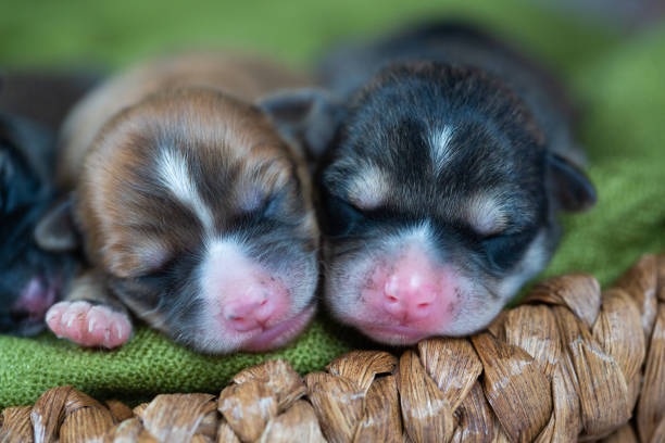 istock New born puppy litter 1269259907