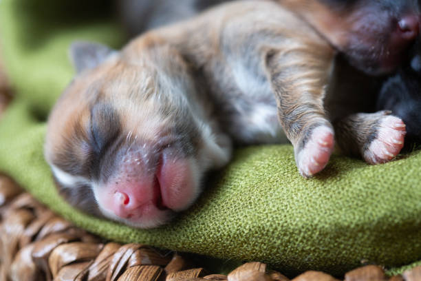 istock New born puppy litter 1269259917