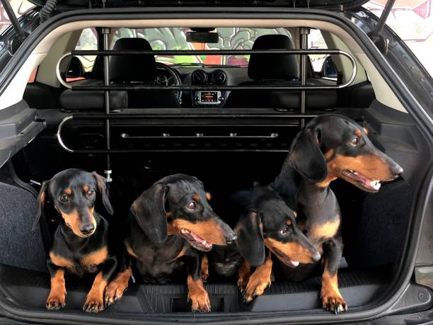 istock Dachshund family 1269261478