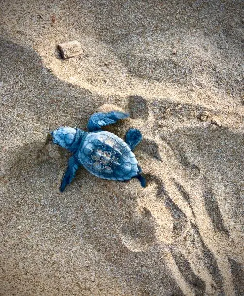 newborn sea turtles Caretta Caretta on the Gerakas beach of Zakynthos island