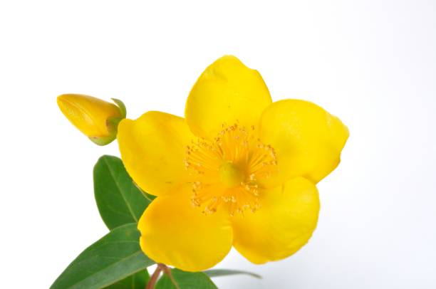 istock Ornamental St. John's Wort on a white background 1269261646