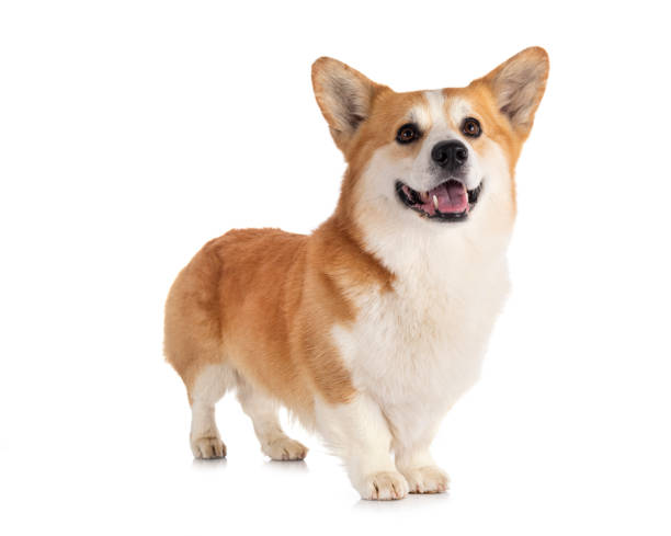 istock Pembroke Welsh Corgi 1269261884