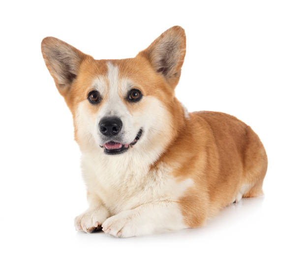 istock Pembroke Welsh Corgi 1269261905
