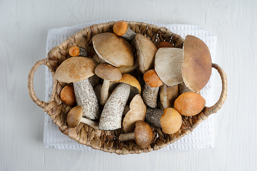 Top view on basket full of forest edible mushrooms such as orange and brown cap boletus and cepe on wooden background at kitchen representing autumn harvesting season. Horizontal orientation