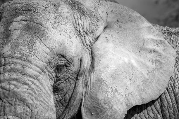 istock Black and white portrait african elephant 1269263225