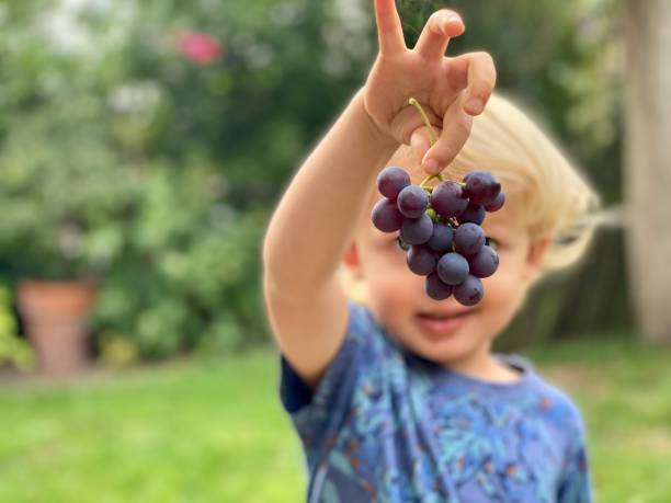 istock Showing ripe Red Grapes 1269263334