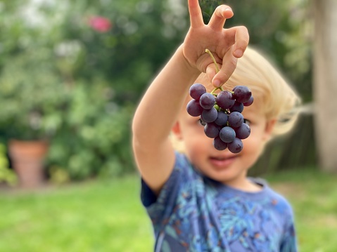 Little boy shows a fresco bunch of red grapes