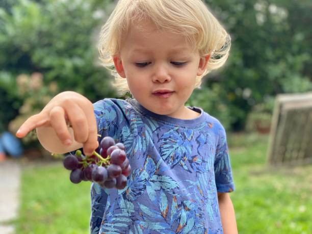 istock Showing ripe Red Grapes 1269263338