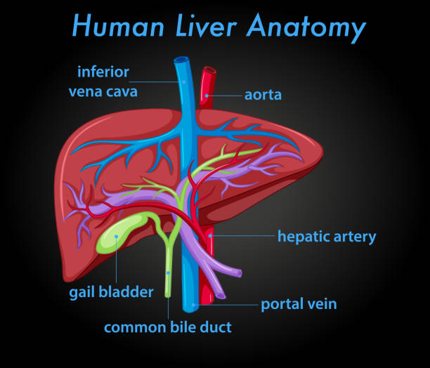 130+ Bile Duct Stock Illustrations, Royalty Biology Diagrams